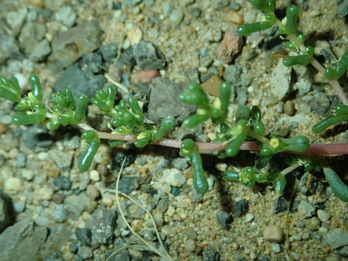 Halogeton arachnoideus — photo