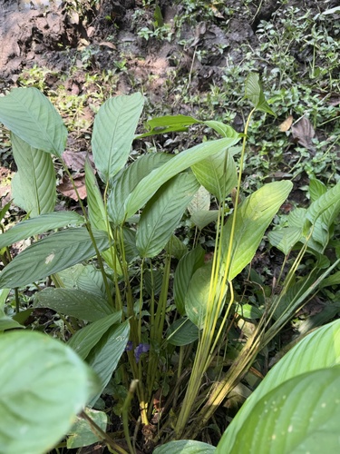 Halopegia azurea — photo
