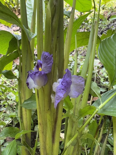 Halopegia azurea — photo