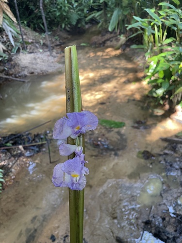 Halopegia azurea