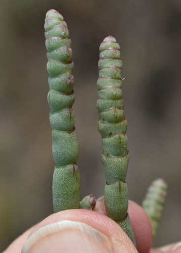 Halosarcia indica (Brown-headed glasswort) — photo