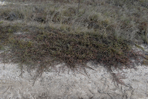 Halosarcia indica (Brown-headed glasswort) — photo