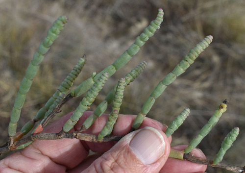Halosarcia indica