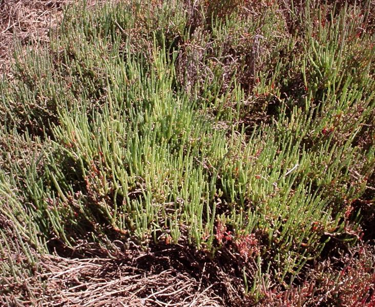 Halosarcia pergranulata (Samphire) — photo
