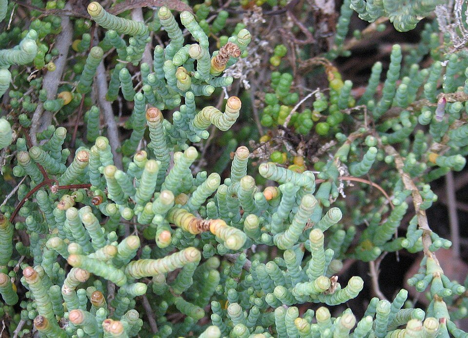 Halosarcia pergranulata
