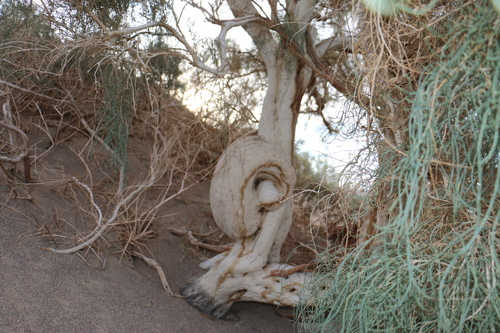 Haloxylon ammodendron (Saxaul) — photo