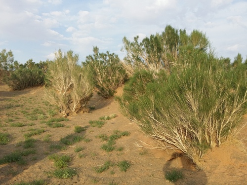 Haloxylon ammodendron (Saxaul) — photo