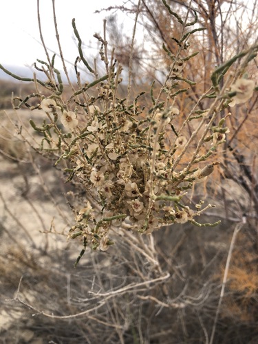 Haloxylon ammodendron