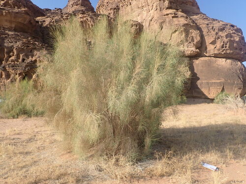 Haloxylon persicum (Salt tree) — photo