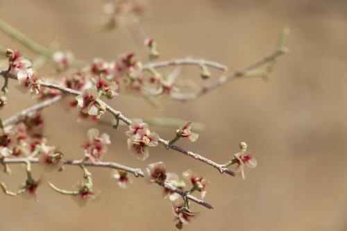 Haloxylon persicum