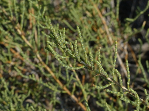 Haloxylon salicornicum (Lana) — photo