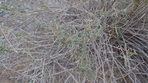 Haloxylon salicornicum