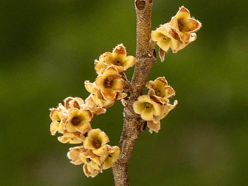 Hamamelis virginiana (Witch Hazel) — photo