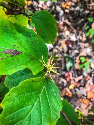 Hamamelis virginiana (Witch Hazel) — photo