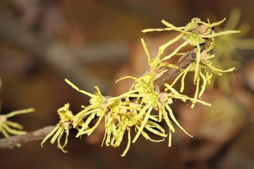 Hamamelidaceae