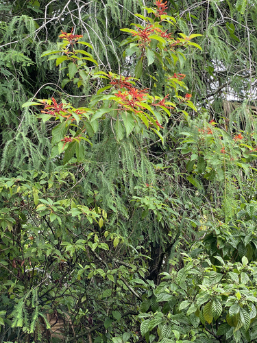 Hamelia patens (Butterfly bush) — photo