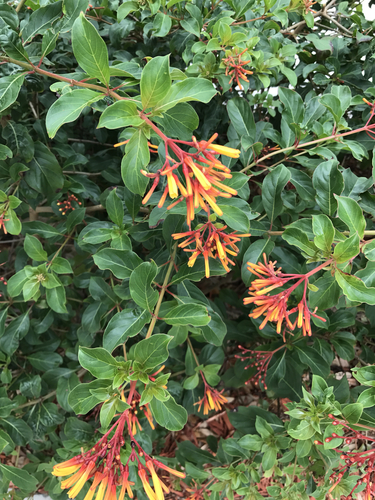 Hamelia patens (Butterfly bush) — photo