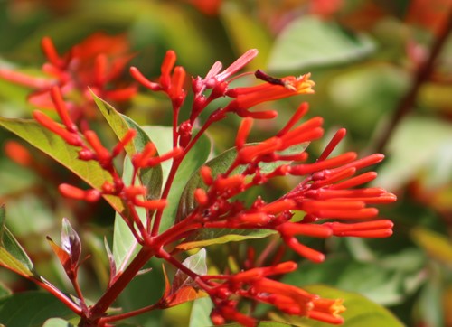 Hamelia patens