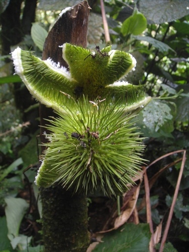 Hanburia mexicana — photo