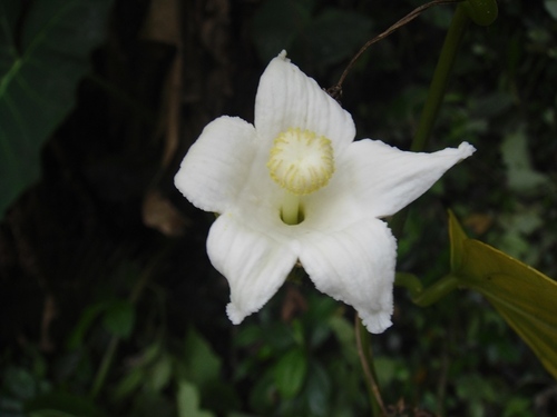 Hanburia mexicana