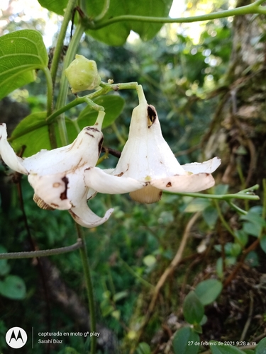 Hanburia mexicana — photo