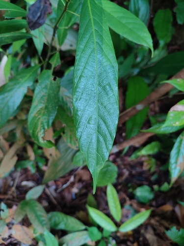 Hancea penangensis — photo