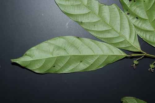 Hancea penangensis