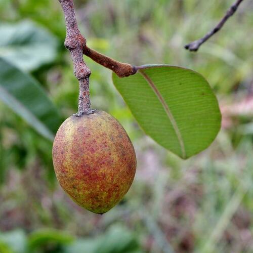 Hancornia speciosa