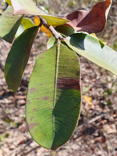 Hancornia speciosa (Mangaba) — photo
