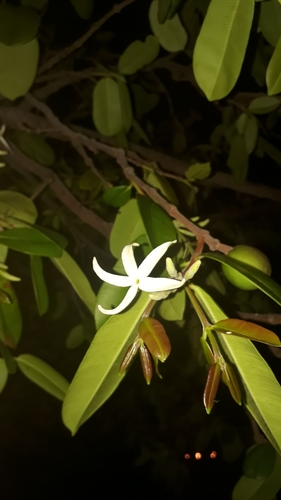 Hancornia speciosa var. pubescens (Mangaba) — photo