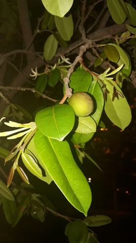 Hancornia speciosa var. pubescens