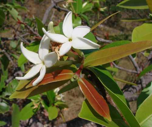 Hancornia speciosa var. pubescens (Mangaba) — photo