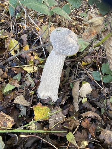 Handkea excipuliformis