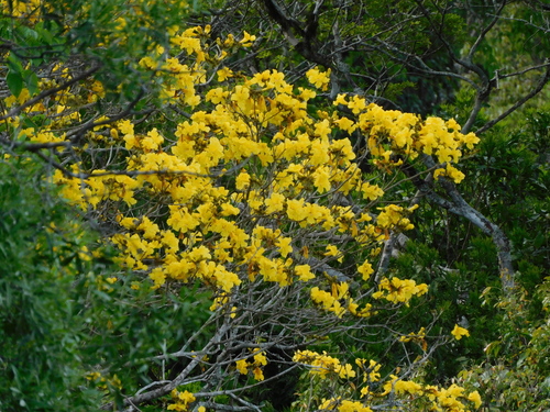 Handroanthus albus (White handroanthus) — photo