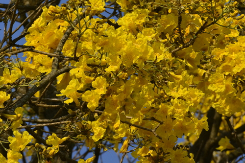 Handroanthus albus