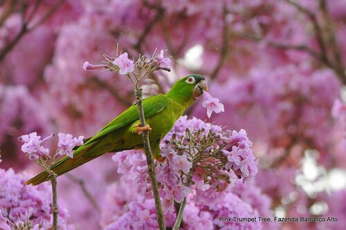 Handroanthus impetiginosus — photo