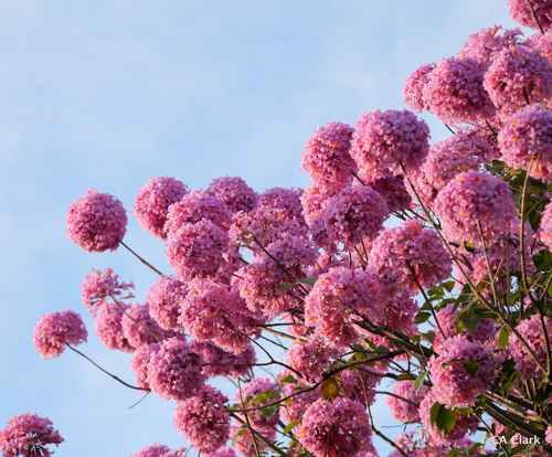 Handroanthus impetiginosus