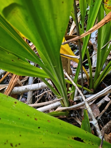 Hanguana malayana (Common susum) — photo