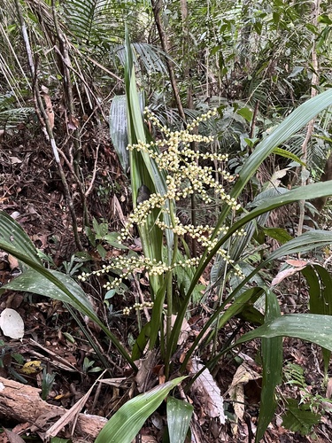 Hanguanaceae