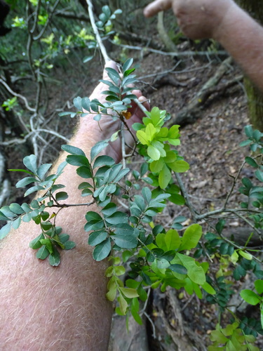 Haplocoelum foliolosum (Northern galla-plum) — photo