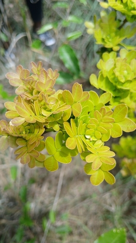 Haplocoelum foliolosum