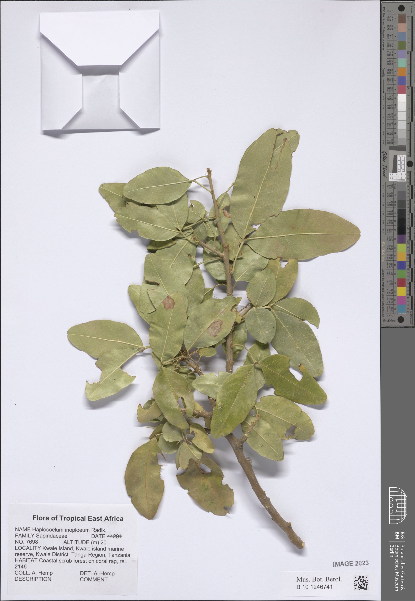 Haplocoelum inoploeum