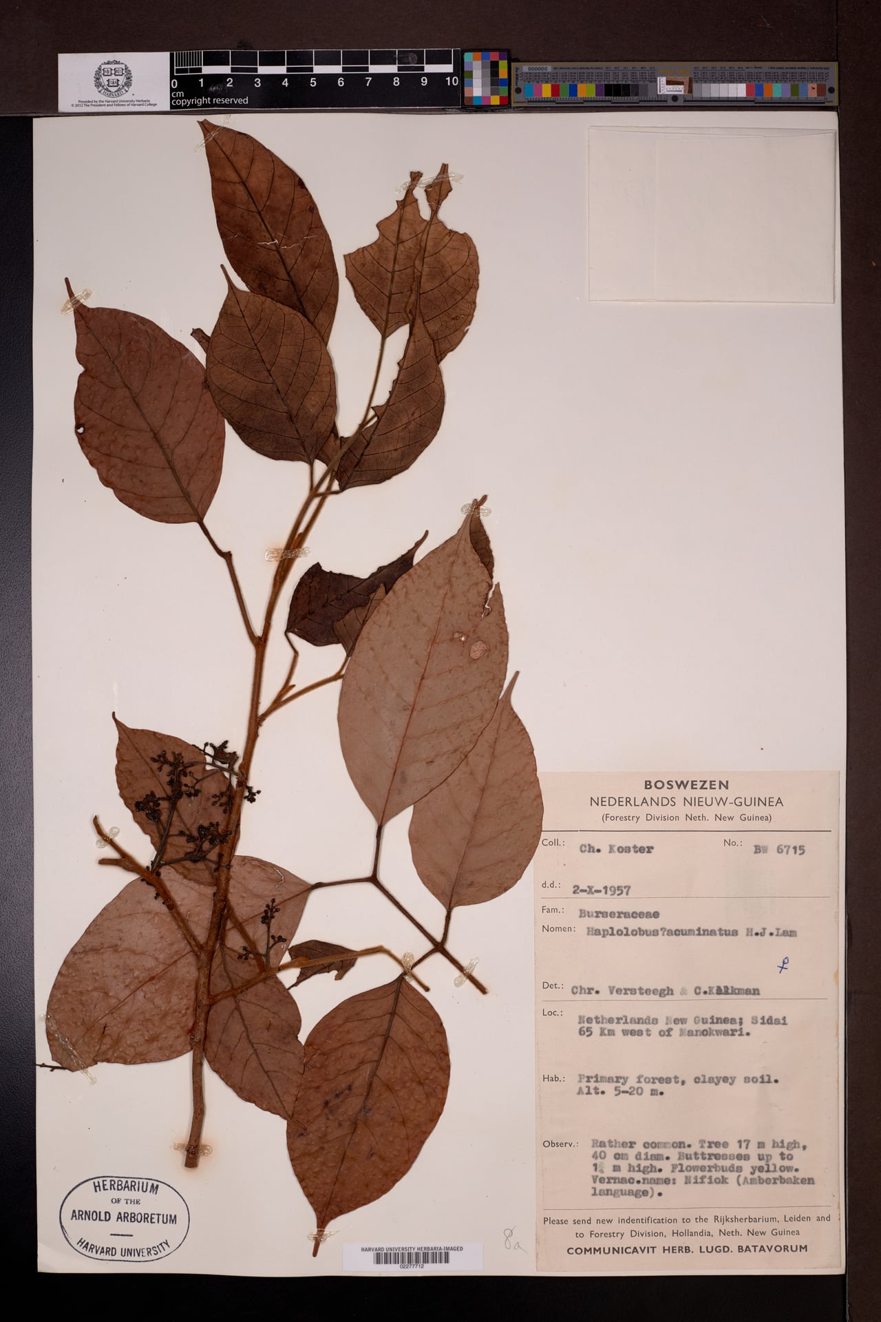 Haplolobus acuminatus — photo