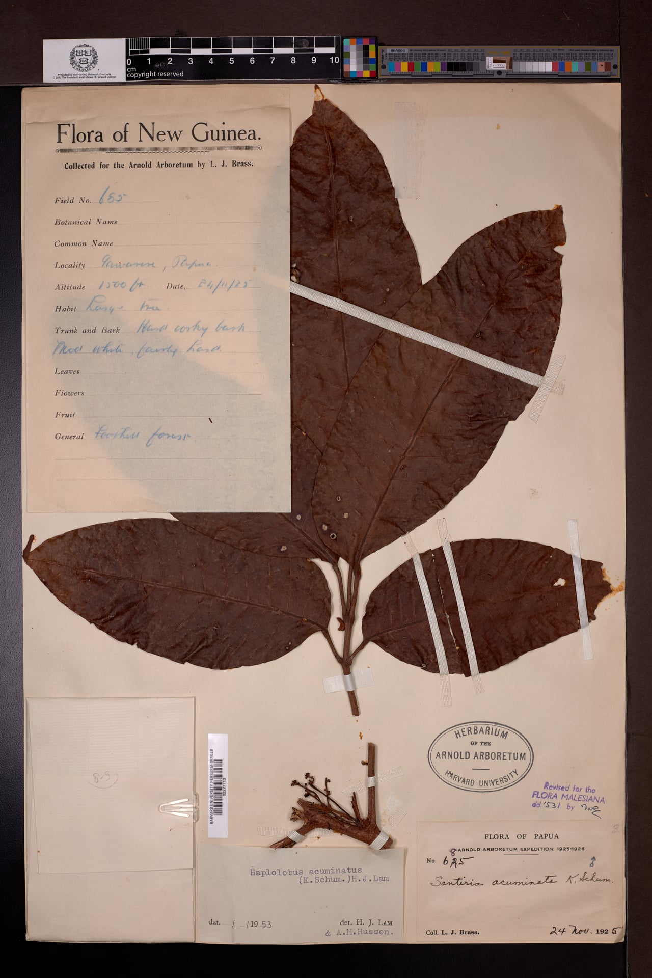 Haplolobus acuminatus — photo