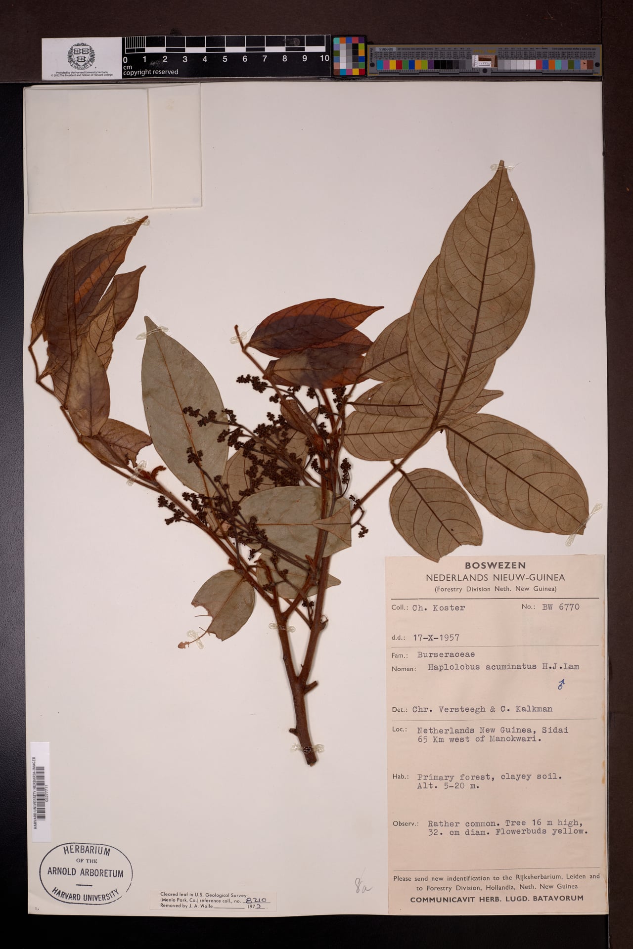 Haplolobus acuminatus