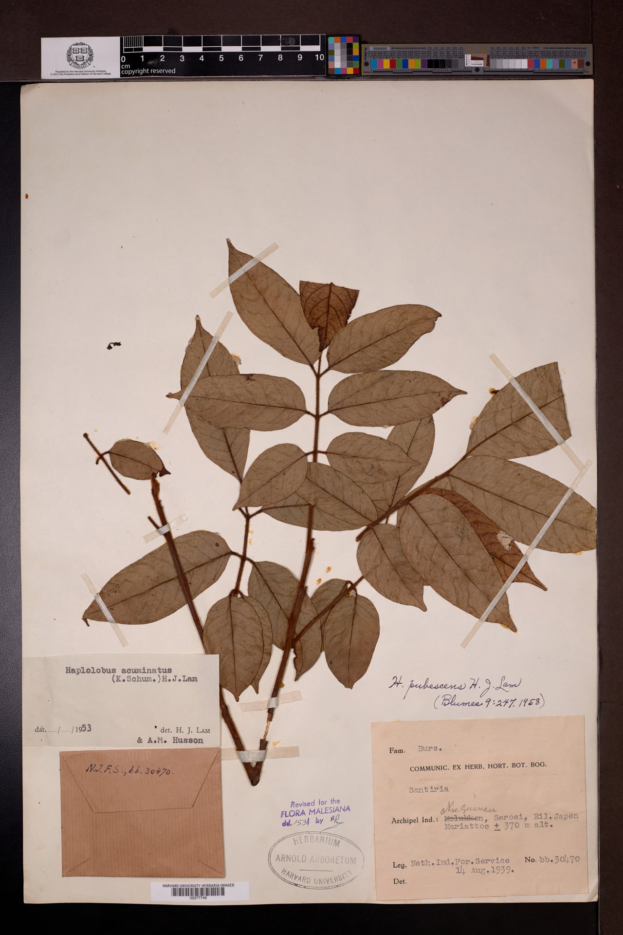 Haplolobus pubescens — photo