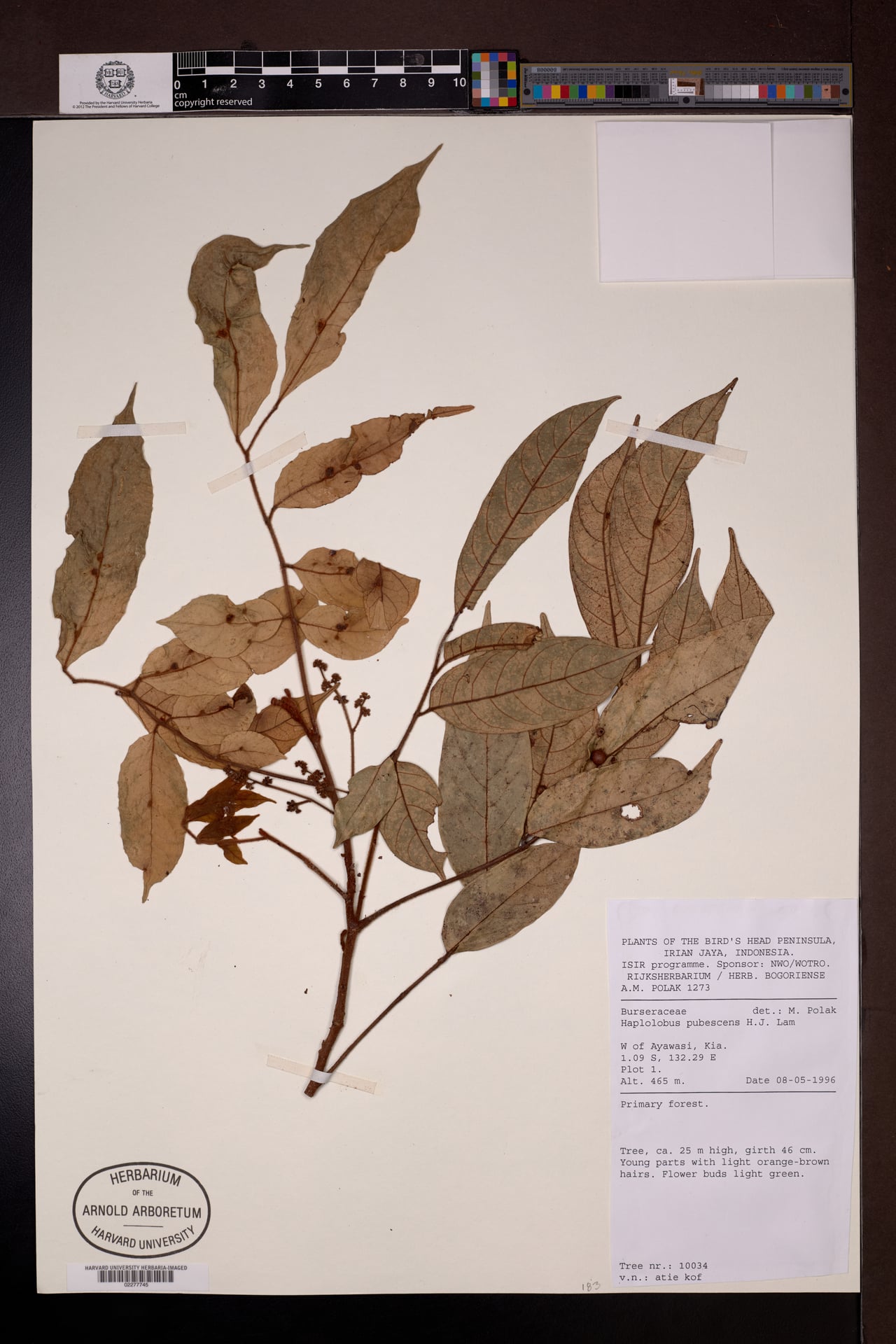 Haplolobus pubescens