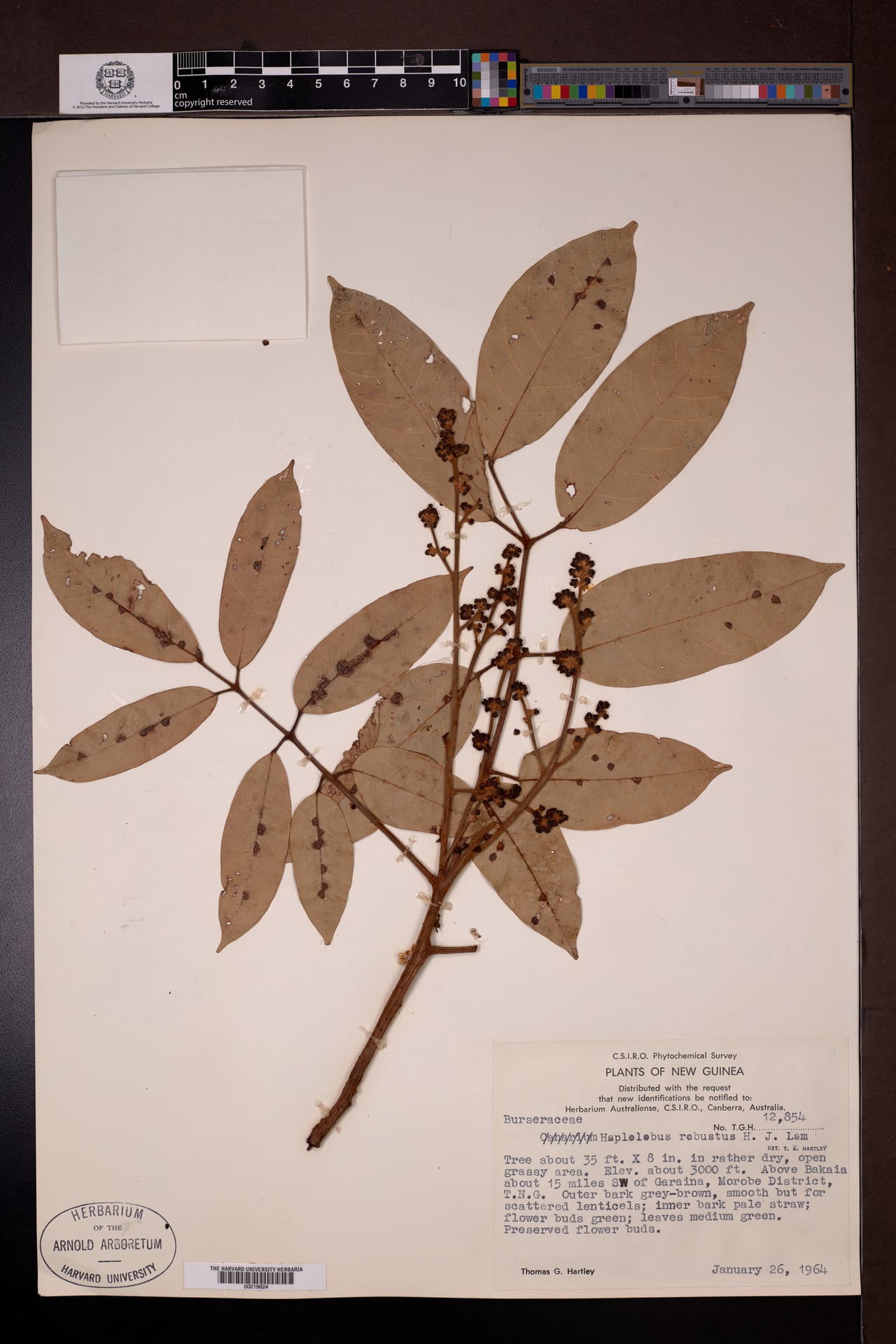 Haplolobus robustus — photo