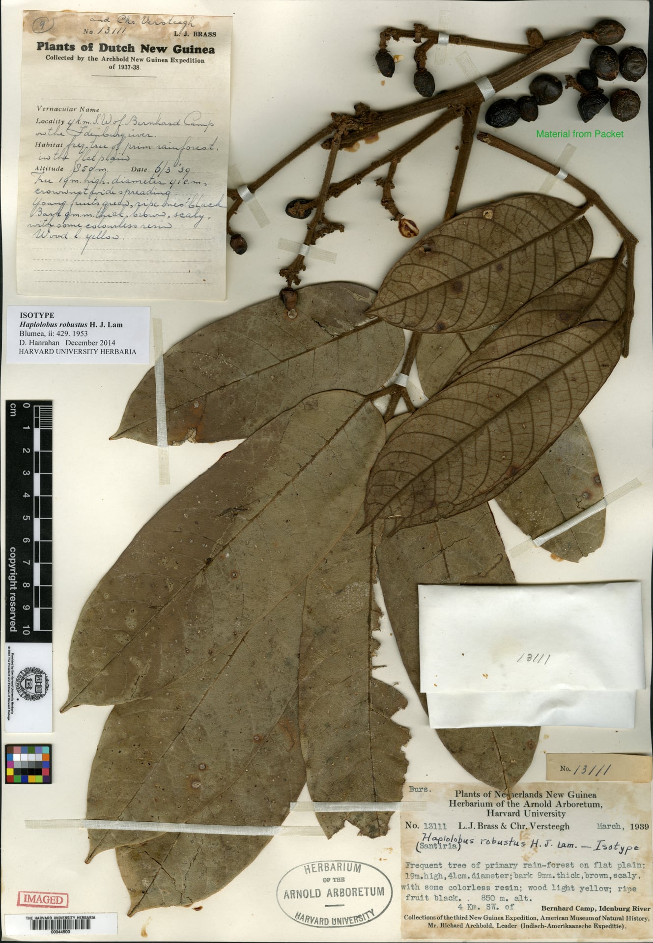 Haplolobus robustus — photo