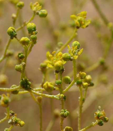 Haplophyllum tuberculatum — photo